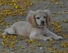 Esta es Sassy en el parque. 